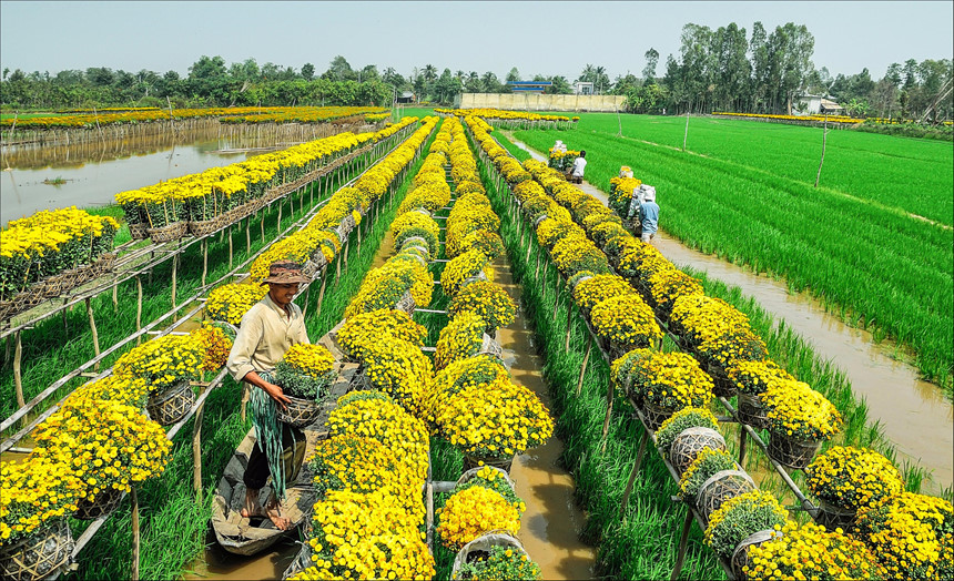 Rực rỡ sắc xuân trong Sa Đéc